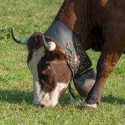 Vache-Al703169