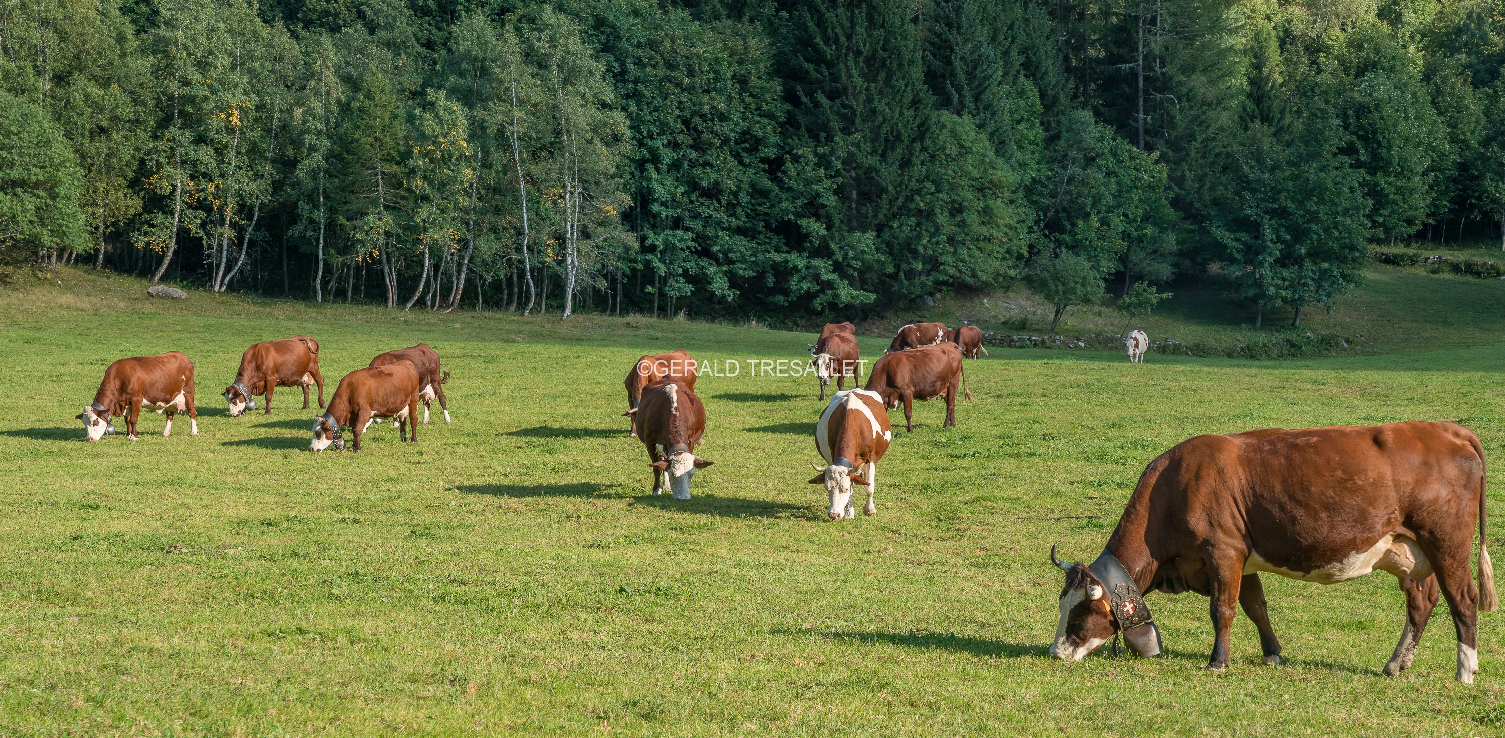 Vaches-Al703170