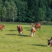 Vaches-Al703170