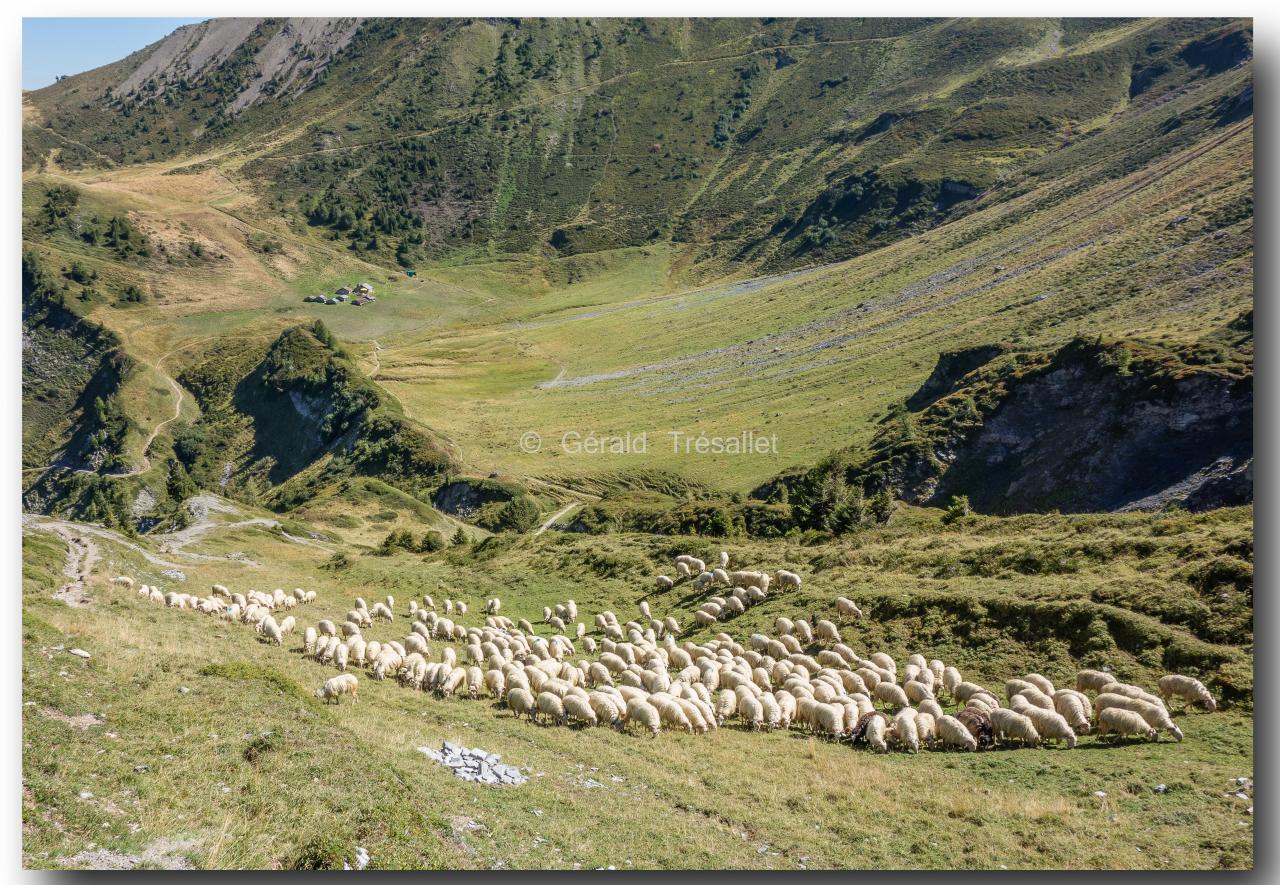 Moutons à Catogne