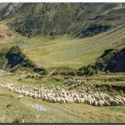 Moutons à Catogne