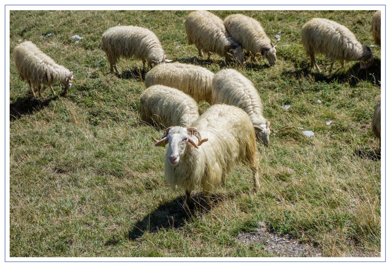 Moutons-dsc06369