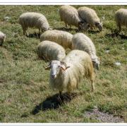 Moutons-dsc06369