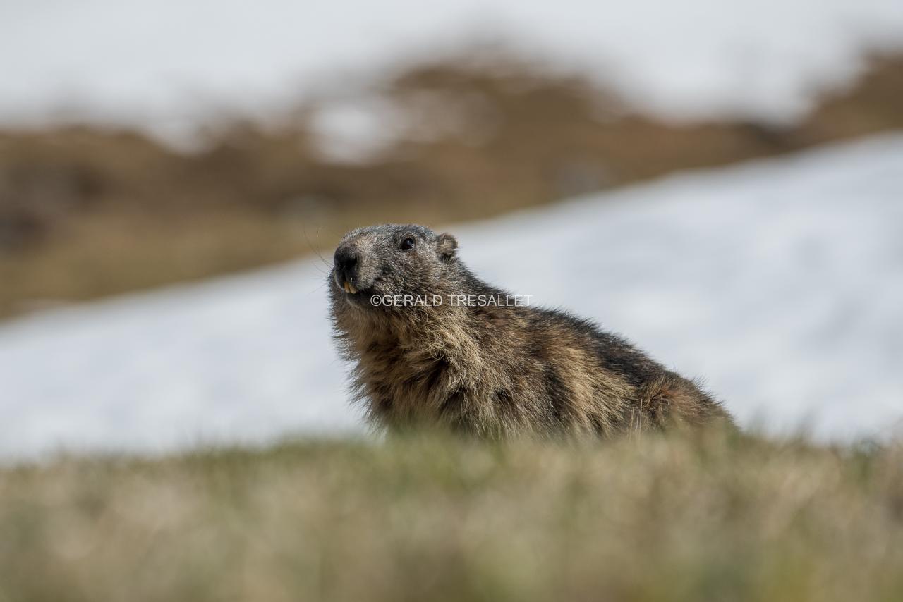 Marmotte-nik1946