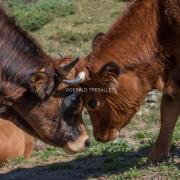 Vaches-nik2730