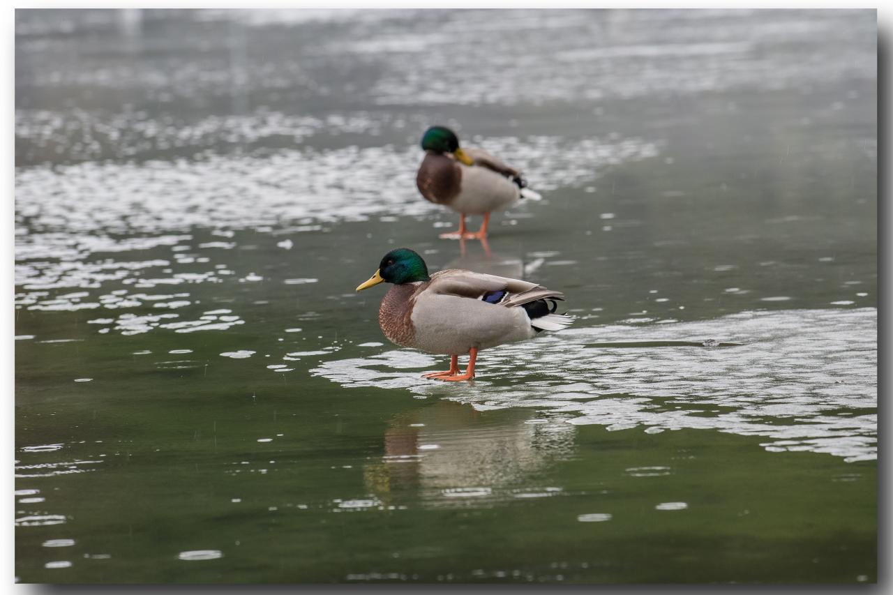 Canards-nik0228