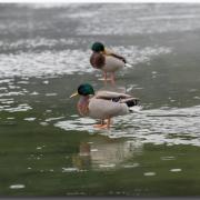 Canards-nik0228