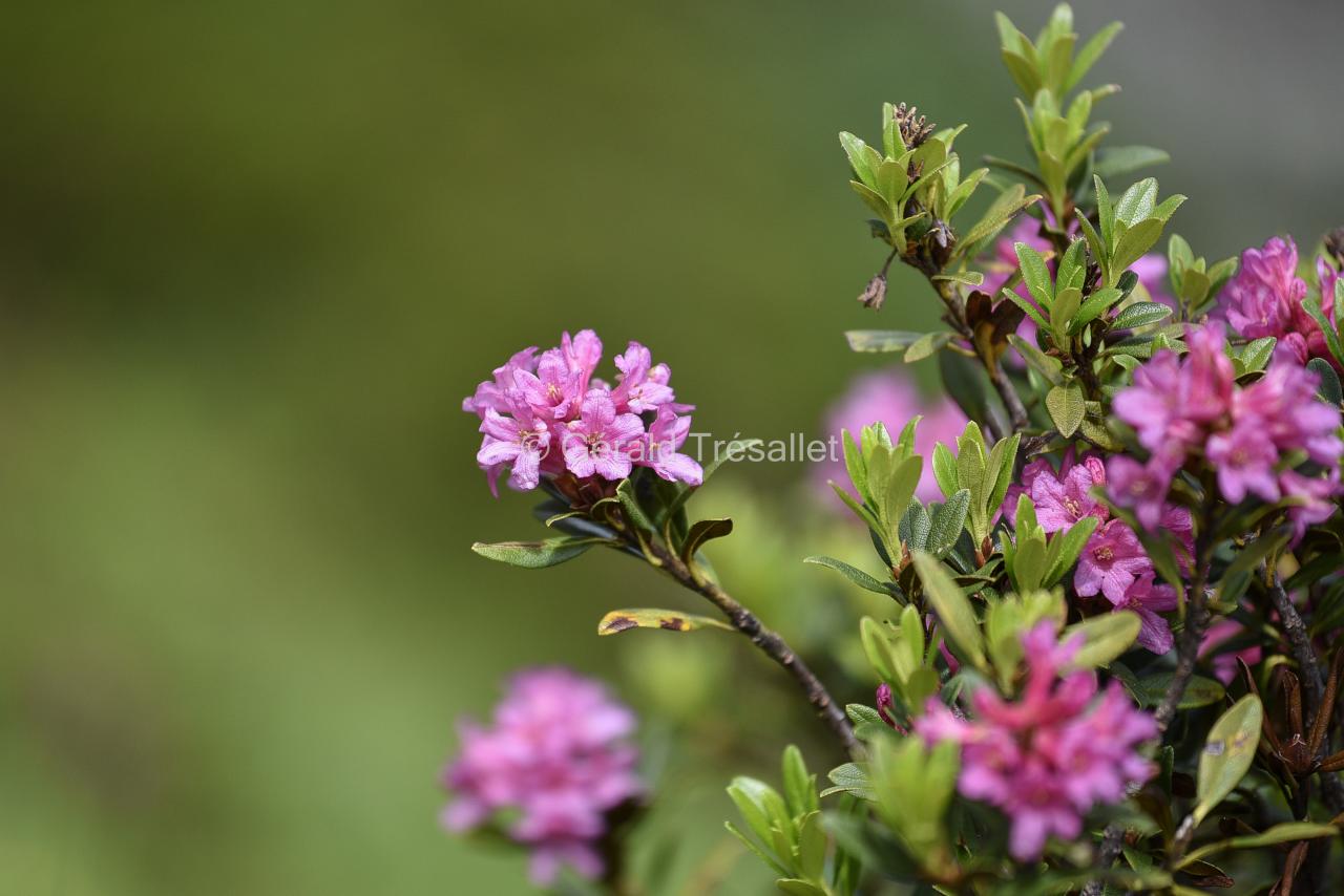 Rhododendrons