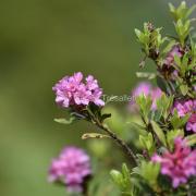 Rhododendrons