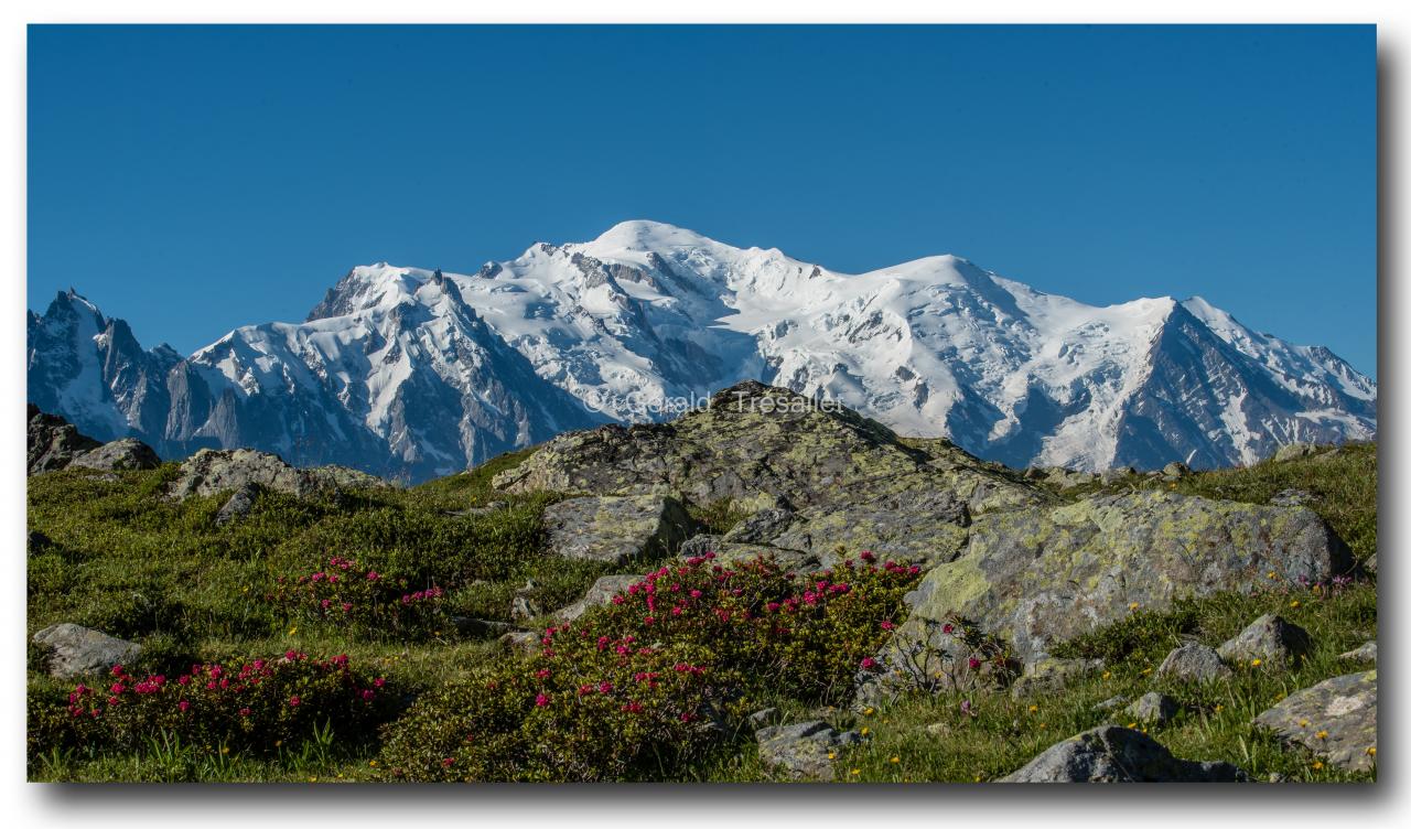 Mont-Blanc et rhododendrons.