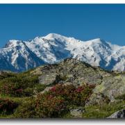 Mont-Blanc et rhododendrons.