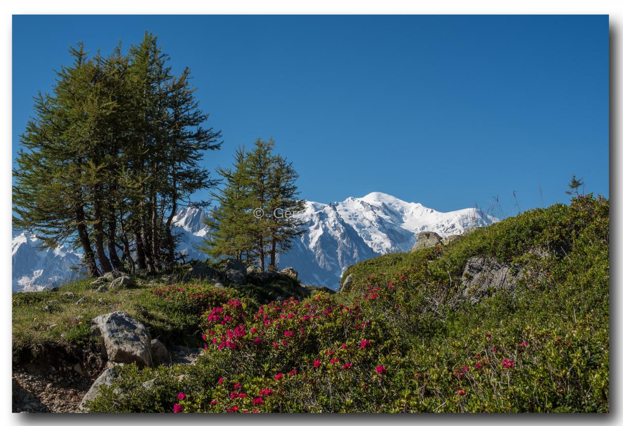 Rhododendrons et Mont-Blanc.jpeg