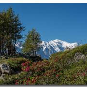 Rhododendrons et Mont-Blanc.jpeg