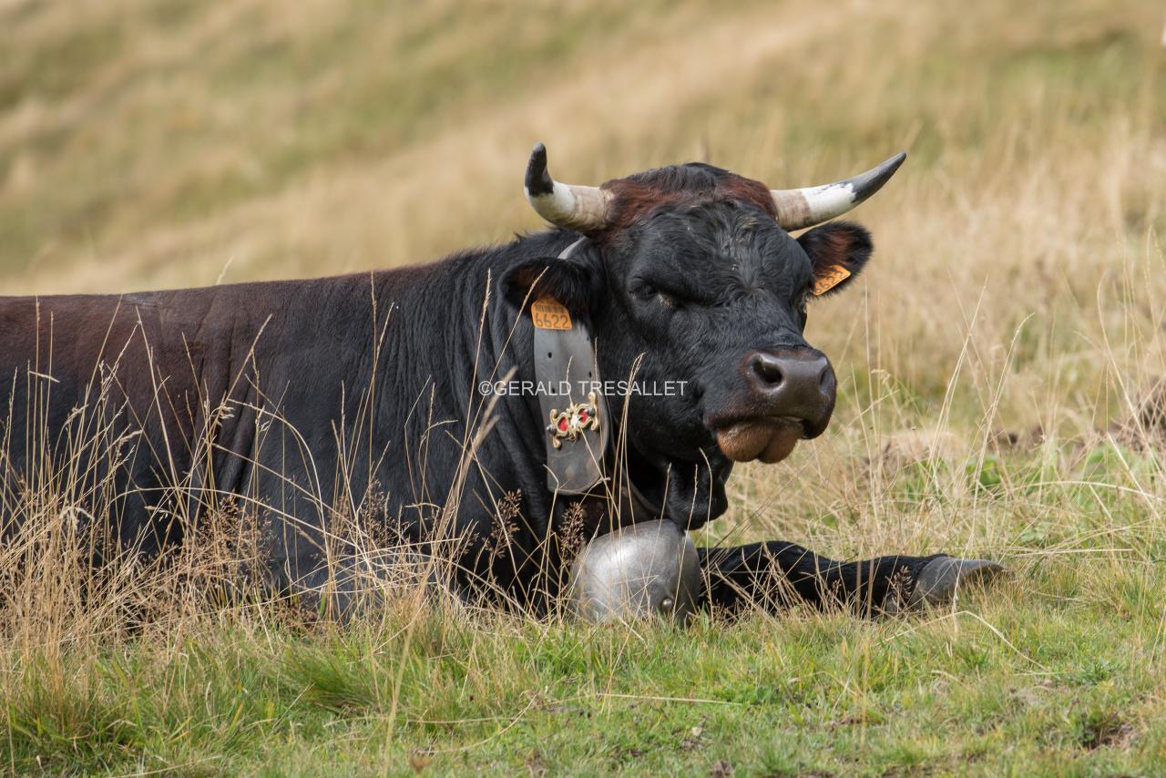 Vache-nik4258