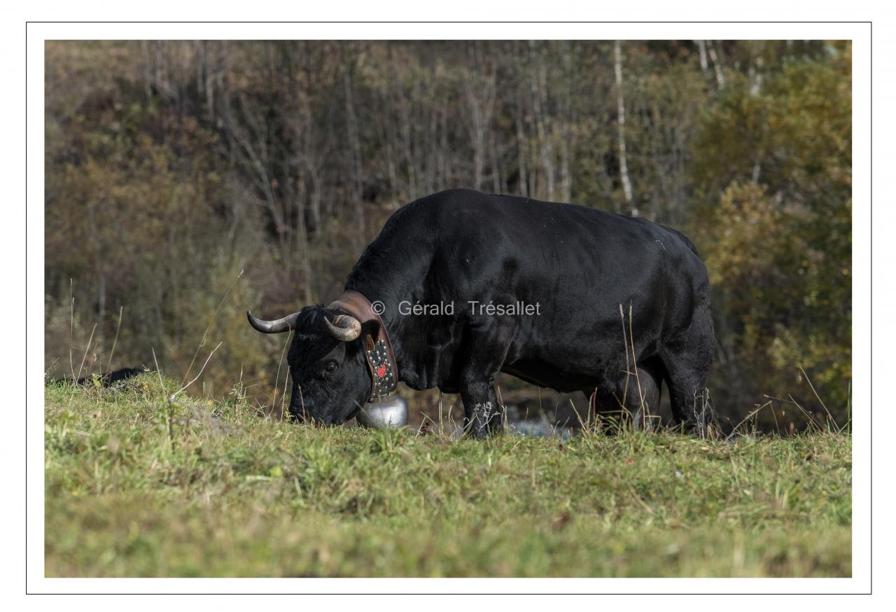 Vache d'Hérens-nik5198