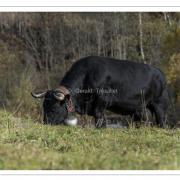 Vache d'Hérens-nik5198