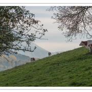 Vaches-nik5438